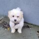 Cavachon Puppy