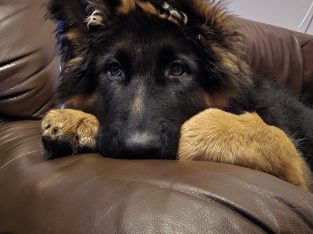 German shepherd