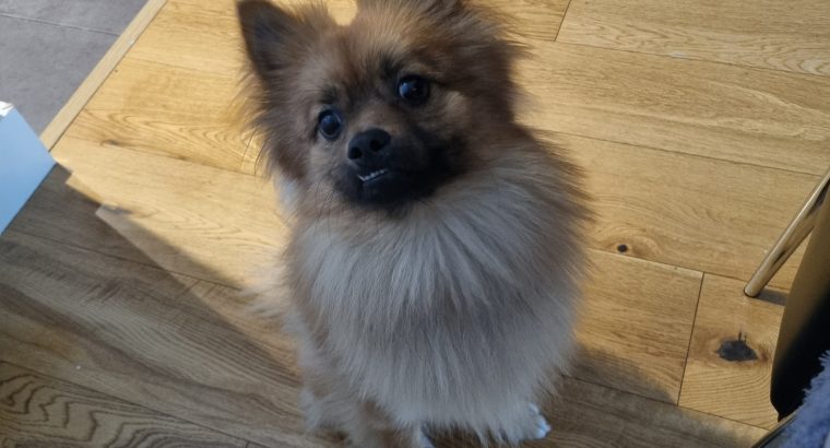 Fox face pomeranian