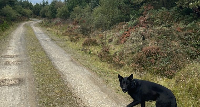 German shepherd