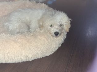 Cavachon Puppy