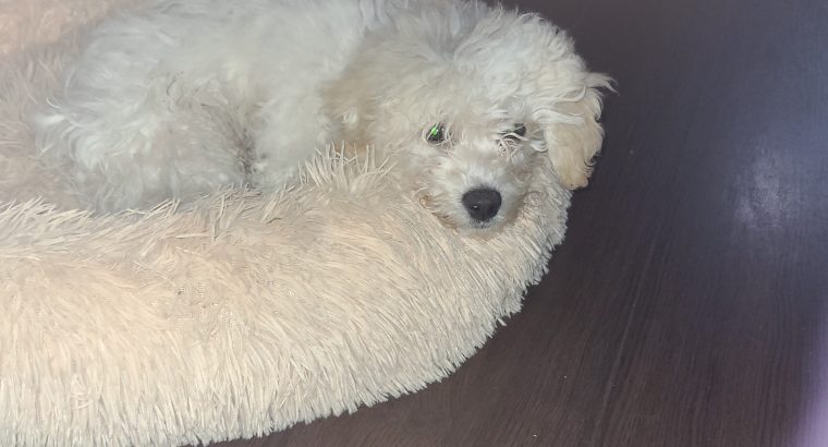 Cavachon Puppy