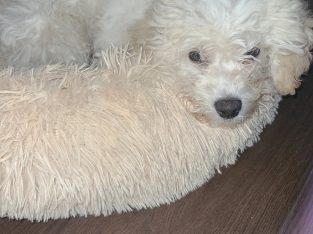 Cavachon Puppy