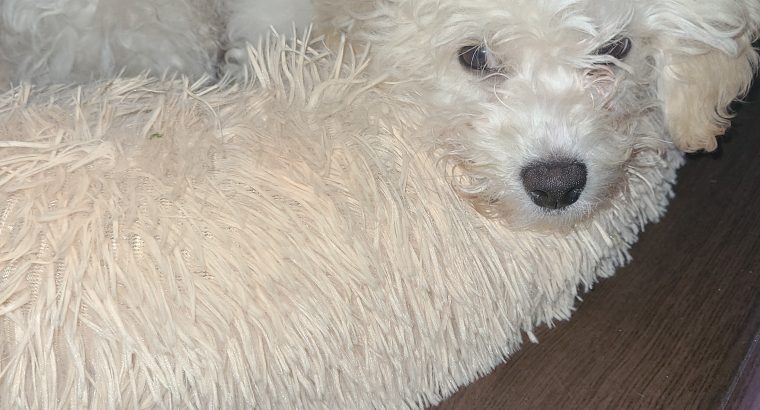 Cavachon Puppy