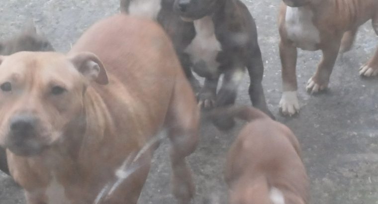 pit bull terrier pups for sale