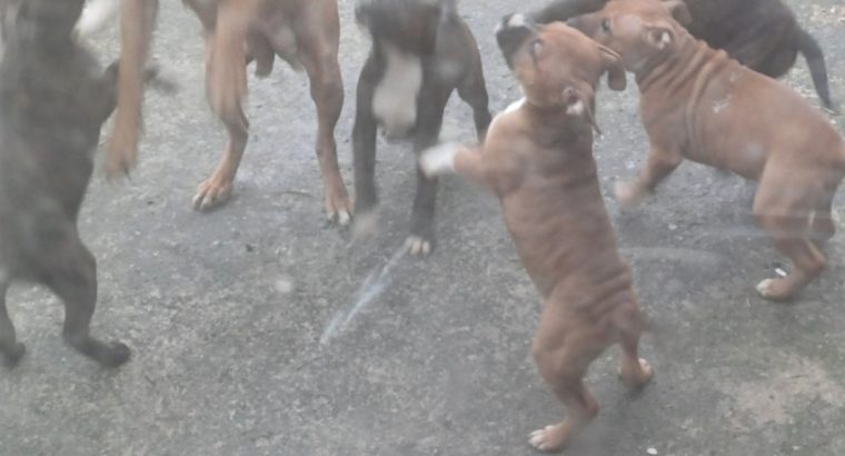 pit bull terrier pups for sale