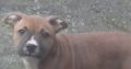 pit bull terrier pups for sale