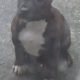 pit bull terrier pups for sale