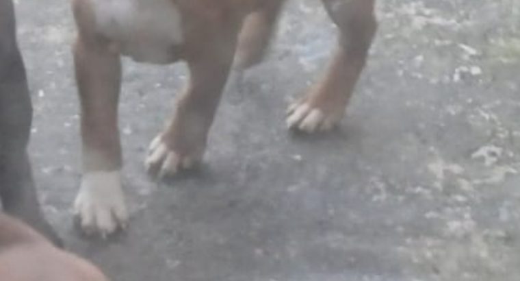 pit bull terrier pups for sale