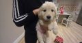 Beautiful golden retriever puppies for sale