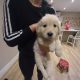 Beautiful golden retriever puppies for sale