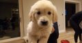 Beautiful golden retriever puppies for sale