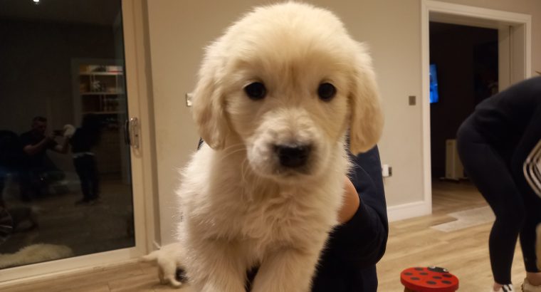 Beautiful golden retriever puppies for sale