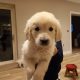 Beautiful golden retriever puppies for sale