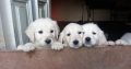 Beautiful golden retriever puppies for sale