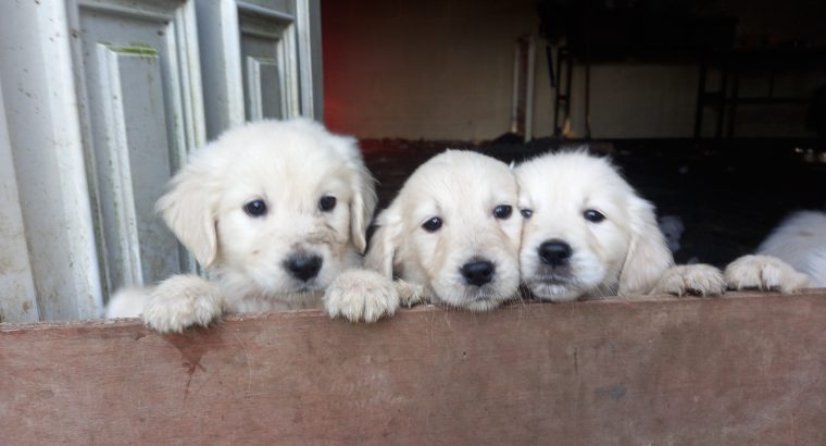 Beautiful golden retriever puppies for sale