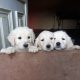 Beautiful golden retriever puppies for sale