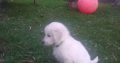 Beautiful golden retriever puppies for sale