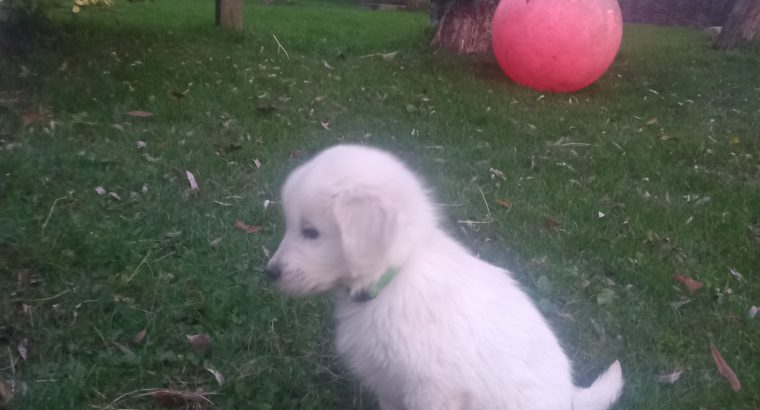 Beautiful golden retriever puppies for sale