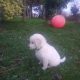 Beautiful golden retriever puppies for sale