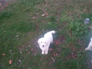 Beautiful golden retriever puppies for sale