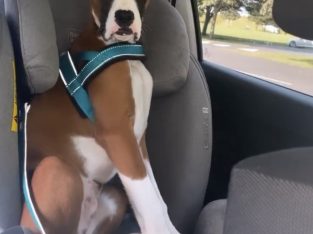 8 month boxer