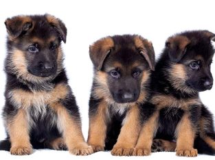 German shepherd