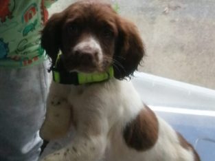 Springer Spaniel Puppies