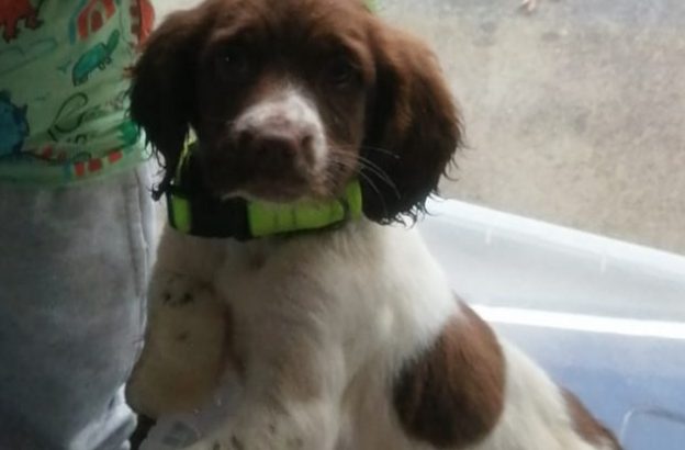 Springer Spaniel Puppies