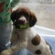 Springer Spaniel Puppies