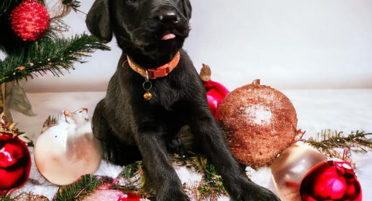 Beautiful Labrador Puppies