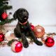 Beautiful Labrador Puppies