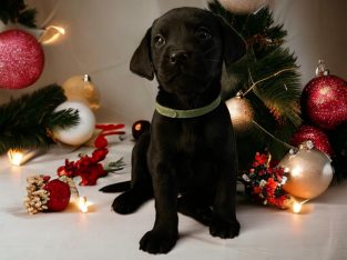 Beautiful Labrador Puppies