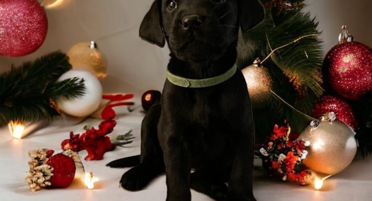 Beautiful Labrador Puppies