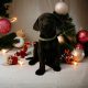 Beautiful Labrador Puppies