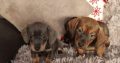 Miniature dachshund puppies