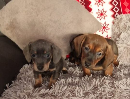 Miniature dachshund puppies