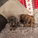 Miniature dachshund puppies