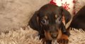 Miniature dachshund puppies