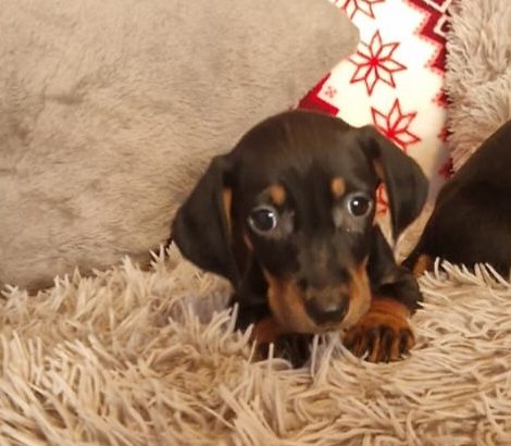 Miniature dachshund puppies