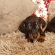 Miniature dachshund puppies