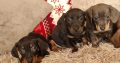 Miniature dachshund puppies