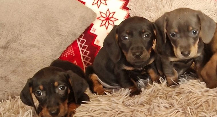 Miniature dachshund puppies