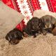 Miniature dachshund puppies