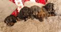 Miniature dachshund puppies