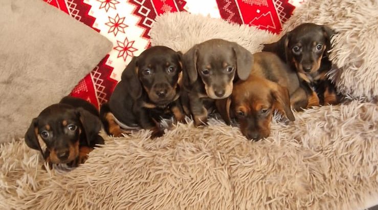 Miniature dachshund puppies