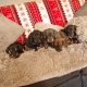 Miniature dachshund puppies