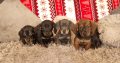 Miniature dachshund puppies