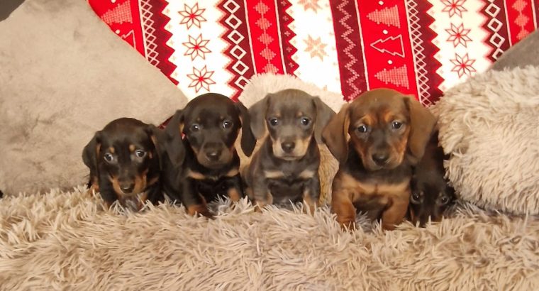 Miniature dachshund puppies