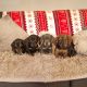 Miniature dachshund puppies